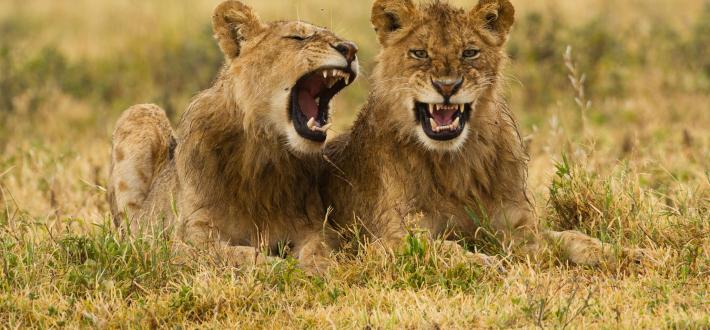 Lion quiz