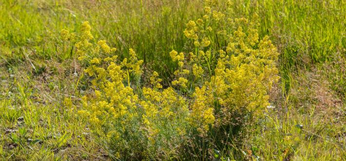 Grow your own wildflowers