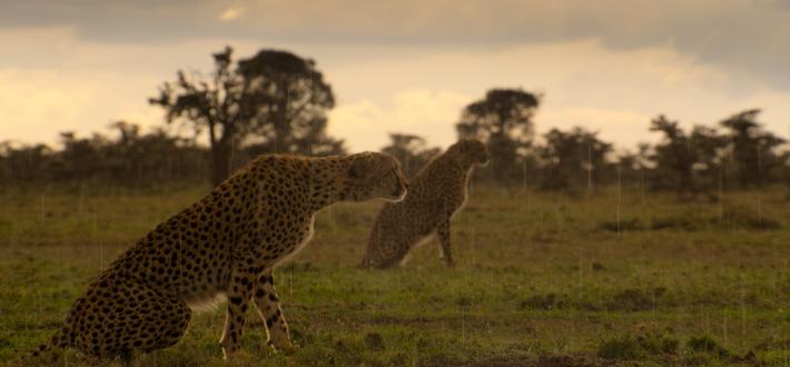 Top 5 facts about Cheetahs