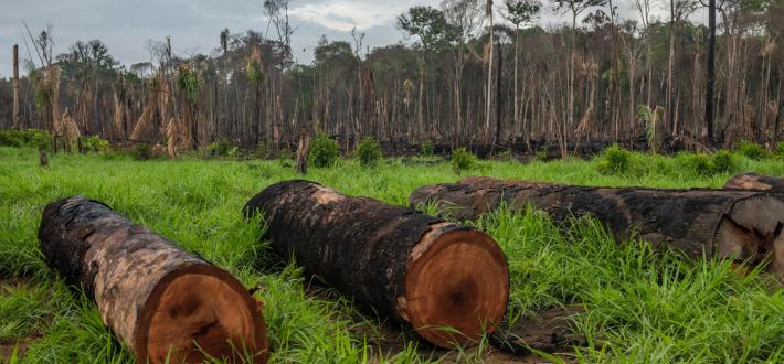 WWF Amazon deforestation Westminster Hall debate briefing June 2021