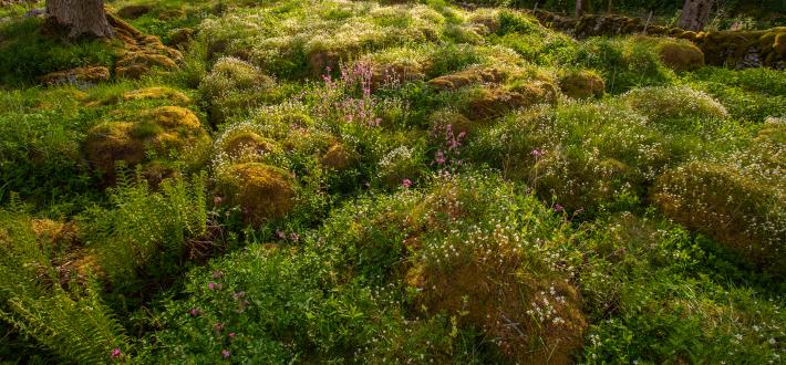 Wild Ingleborough