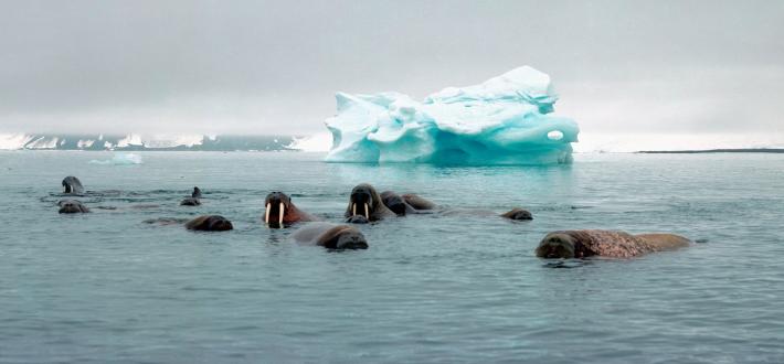 Top 10 facts about Walrus