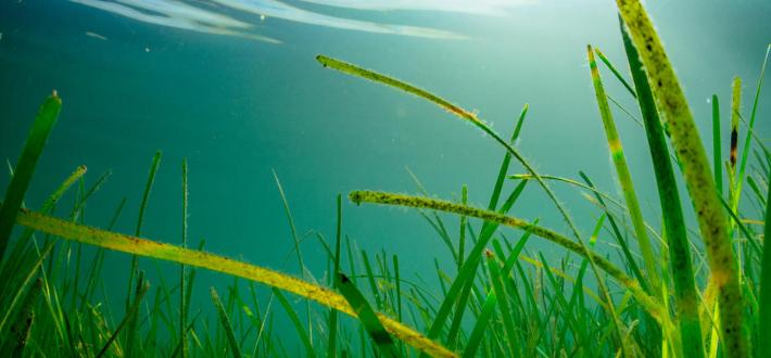 seas of our future