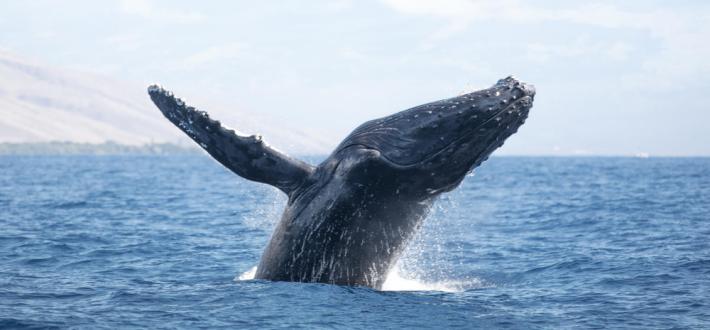Top 10 facts about whales
