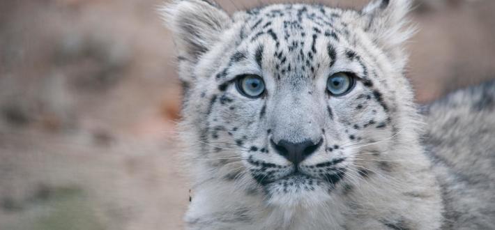 Test your Snow Leopard knowledge