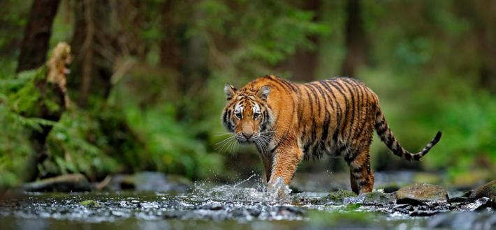 HELP SAVE TIGERS