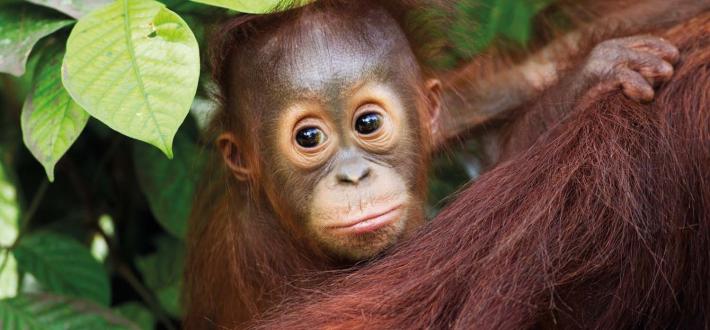 Orangutan quiz