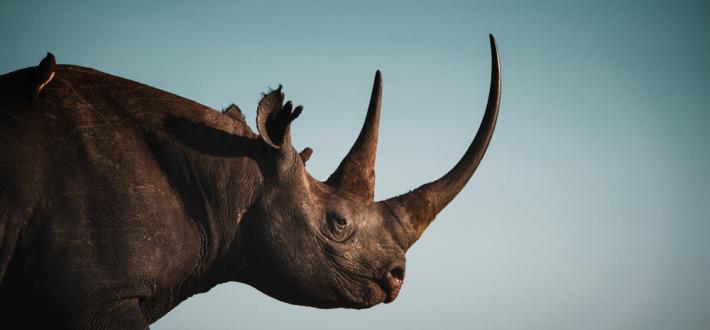 Top 5 facts about black rhinos