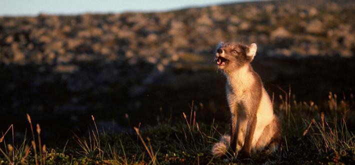 Top 10 facts about Arctic foxes