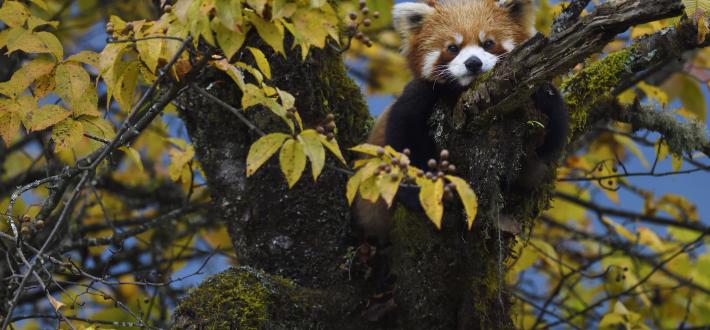 Top 5 facts about Red pandas