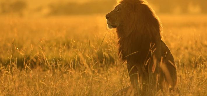 Conservation Solutions