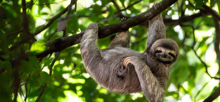 Top 10 facts about sloths
