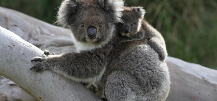 Top 10 facts about koalas