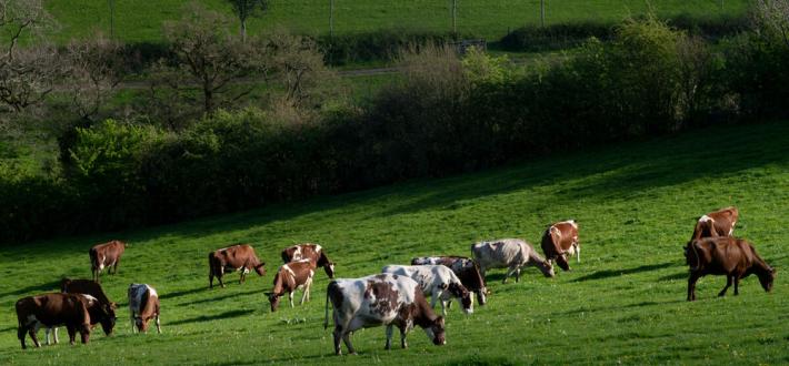 Enhancing the environmental land management schemes - Policy vision