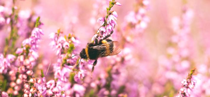 Top 10 facts about bees