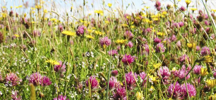 Our work in Scotland