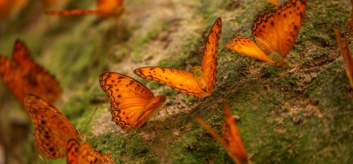 Holi festival, colours in nature