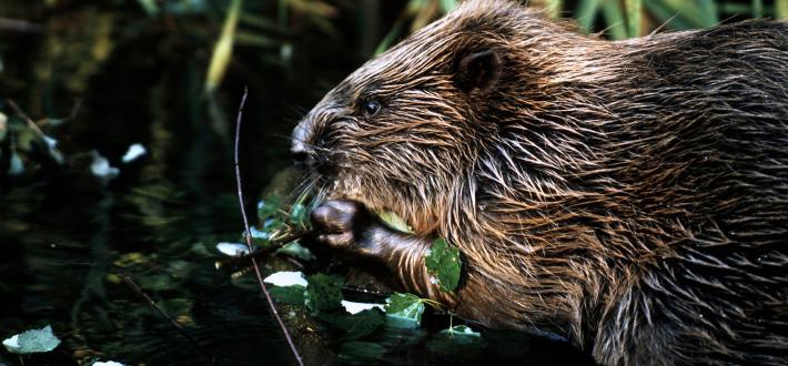 Top 10 facts about Beavers