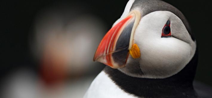 Top 10 facts about Puffins