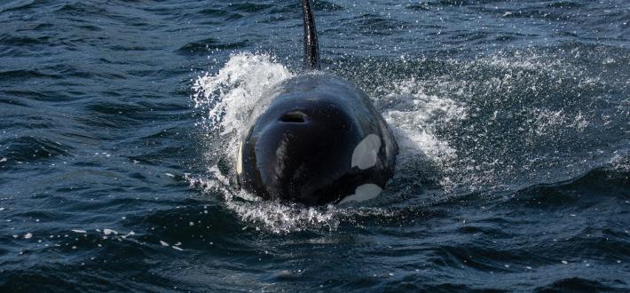 Top 10 facts about Orcas