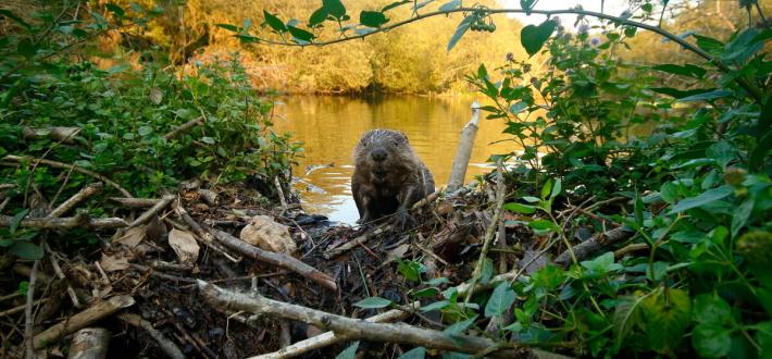 Beaver reintroduction