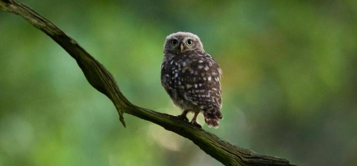Learn to love nature - go on a garden safari