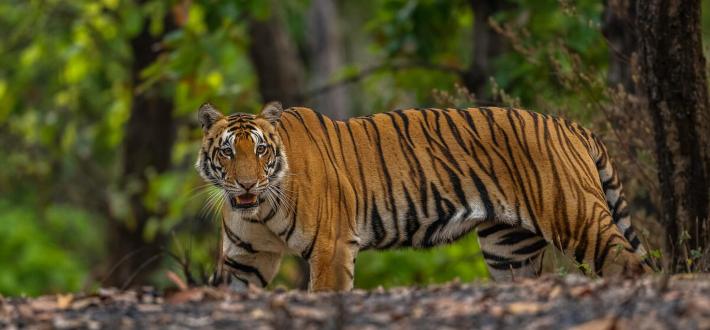 Tiger Trade