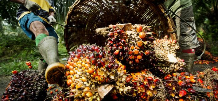 Asia Sustainable Palm Oil Links (ASPOL)