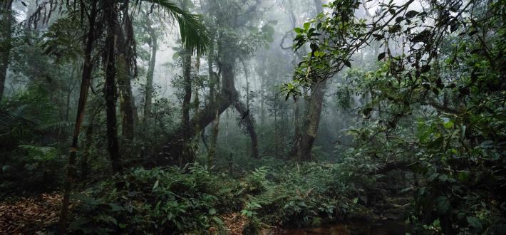 Top 10 facts about Forests