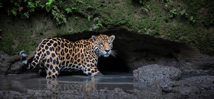 Jaguar quiz