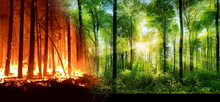 Help bring our world back to life