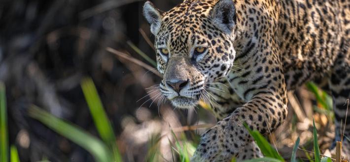 International Jaguar Day - 29 November