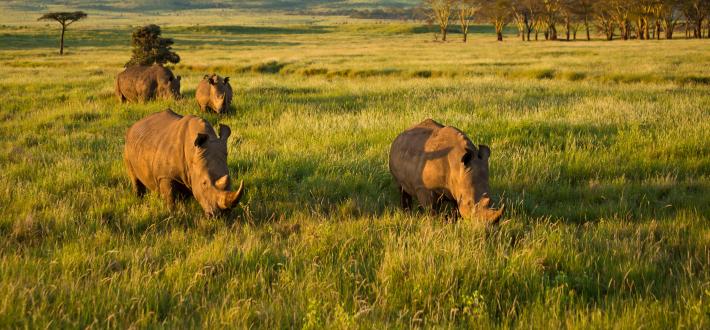 Top 10 facts about rhinos