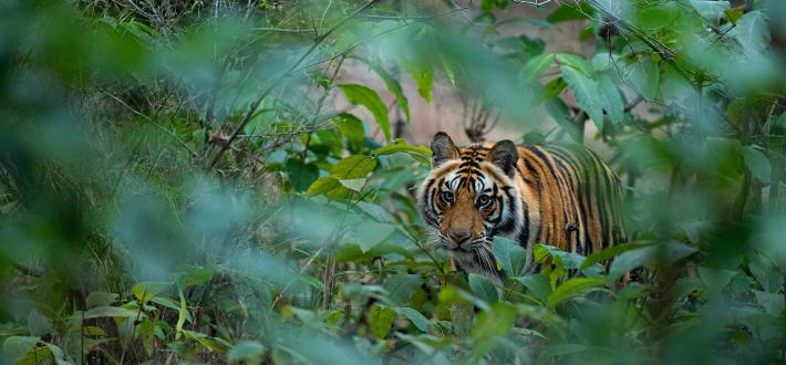 Tiger quiz