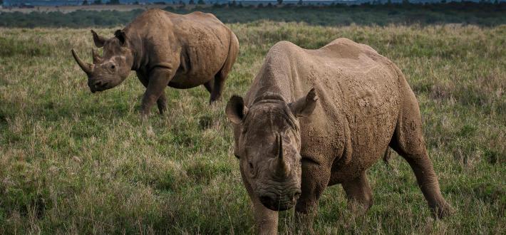 Test your rhino knowledge