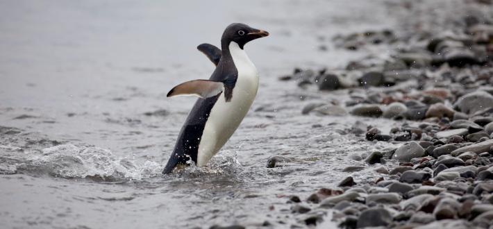 Test your penguin knowledge