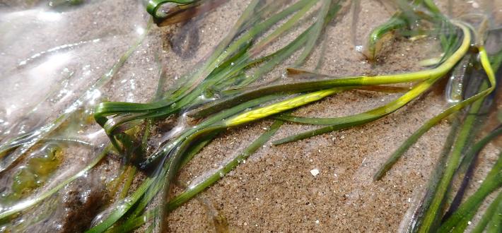 Seagrass Spotting