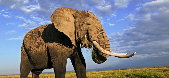 Elephant quiz