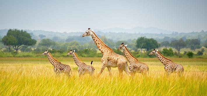 Massive mammals