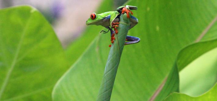 World Rainforest Day 2024