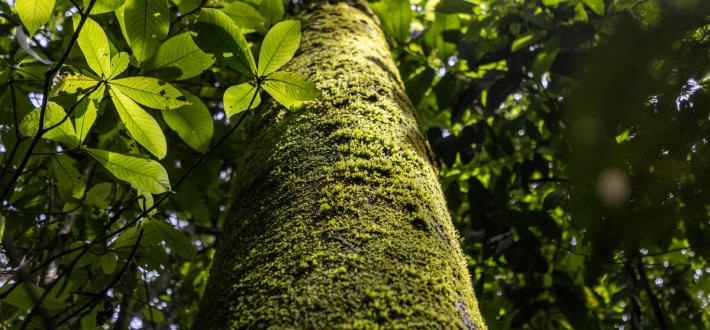 Top facts about the Amazon