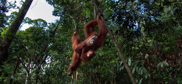 Test your species knowledge with a quiz