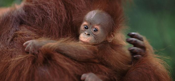 Test your Orangutan knowledge