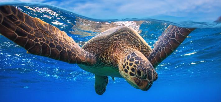Adopt a sea turtle