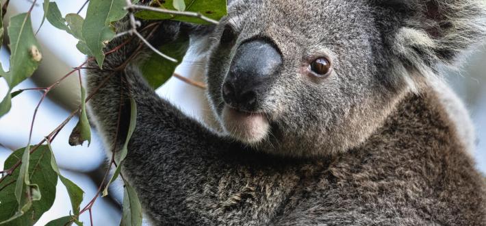 Aussie