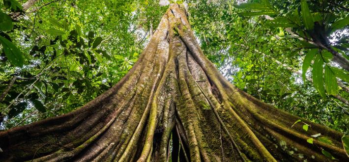The Living Planet Act Petition