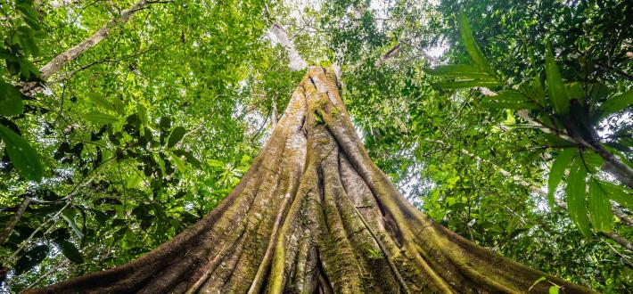 The Living Planet Act Petition