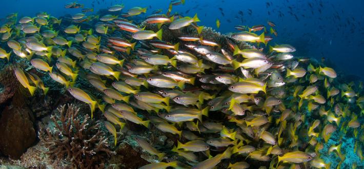 Top facts about the Oceans