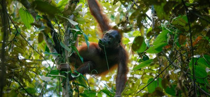 Art for the great apes