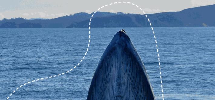 'Whale Tales' Comes Ashore